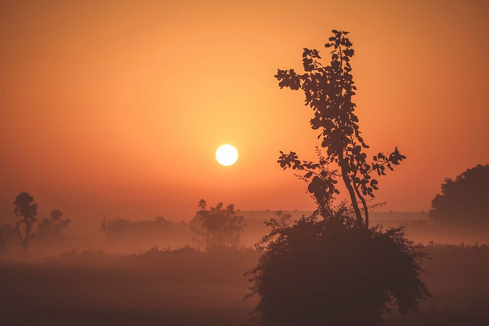Silhouette lowland bush and tree landscape at sunrise-or-sunset and a bright orange sky. Original public domain image from…