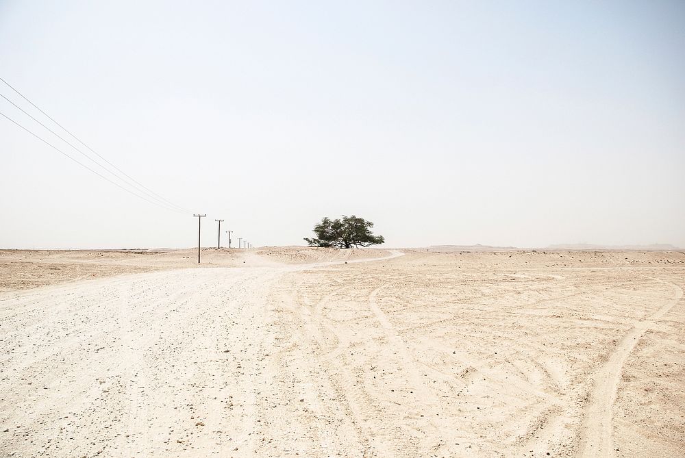 Single tree and powerlines in a desolate desert landscape. Original public domain image from Wikimedia Commons