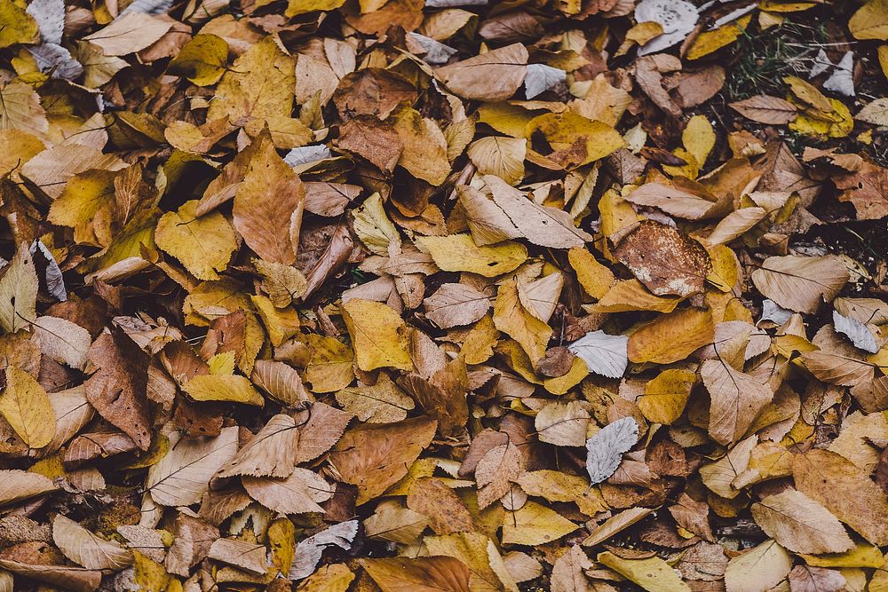 An overhead shot of autumn leaves on the ground. Original public domain image from Wikimedia Commons