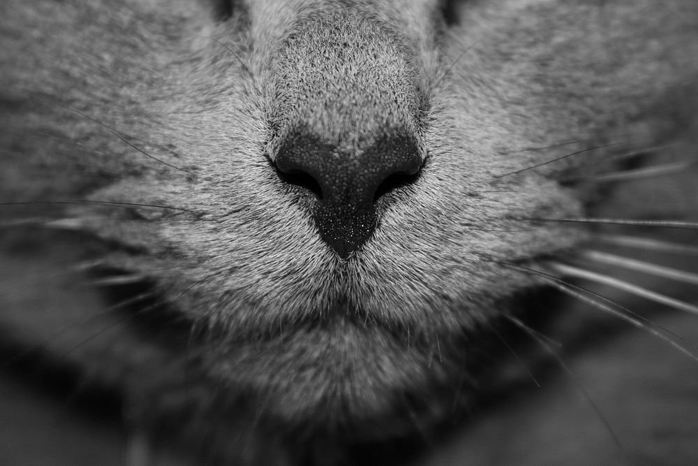 A black-and-white macro shot of a cat's nose. Original public domain image from Wikimedia Commons