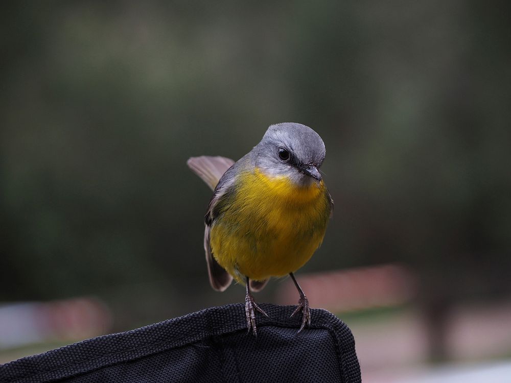 Gray headed, yellow bellied bird perched. Original public domain image from Wikimedia Commons