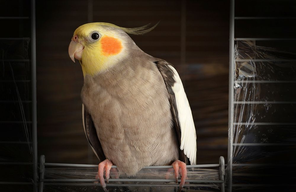 Orange-spotted bird on wire. Original public domain image from Wikimedia Commons