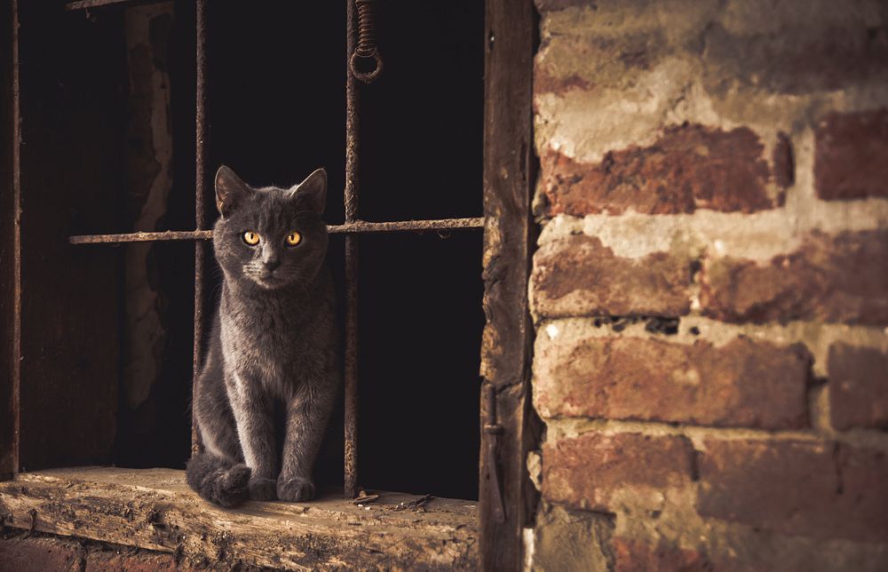 Gray cat with yellow eyes sits in window of old building with rusted bars and brick. Original public domain image from…