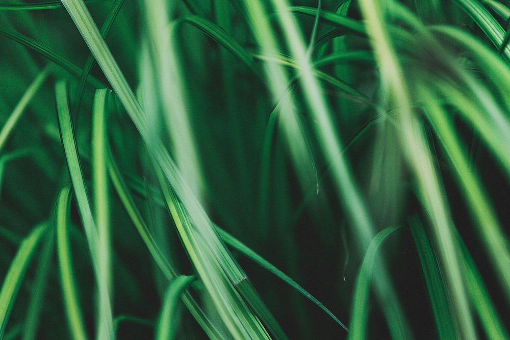 Grass texture. Original public domain image from Wikimedia Commons