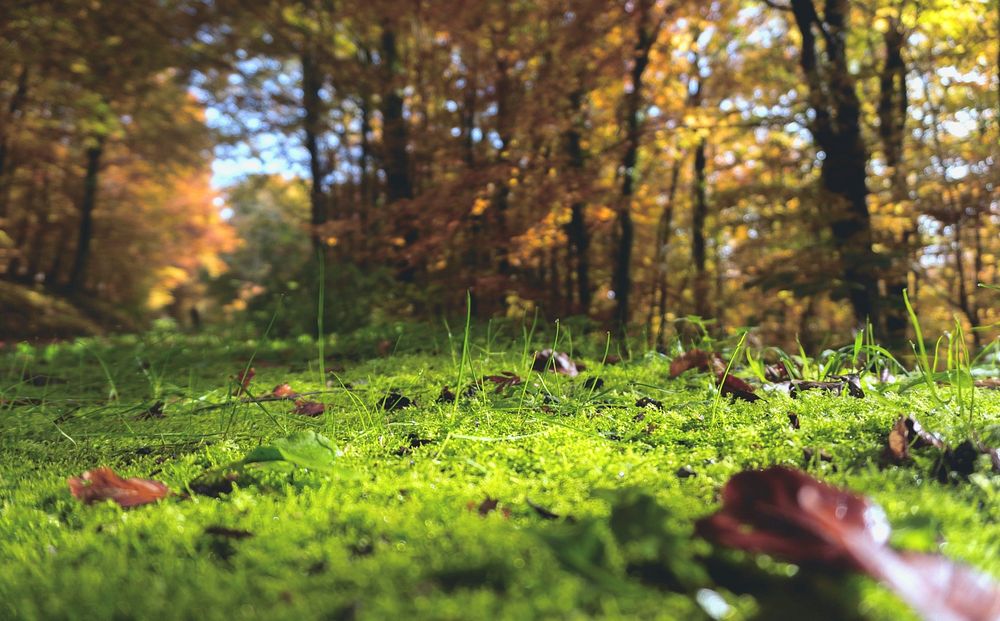 Autumn forest. Original public domain image from Wikimedia Commons