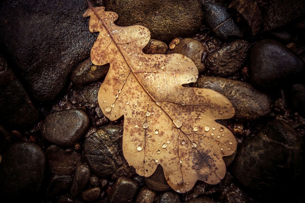 Rain drop on autumn leaf. Original public domain image from Wikimedia Commons