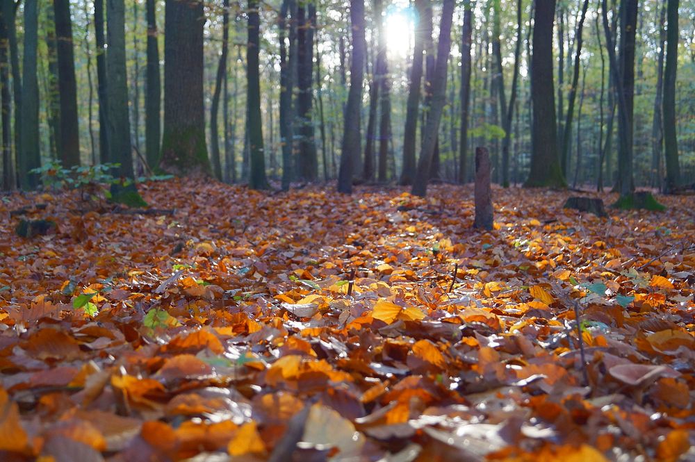 A low shot of a forest floor covered with autumn leaves. Original public domain image from Wikimedia Commons