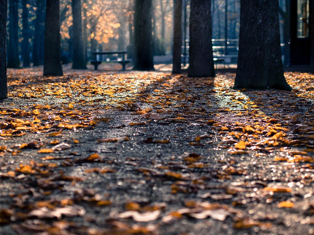 Autumn leaves fallen on the pavement in a park. Original public domain image from Wikimedia Commons