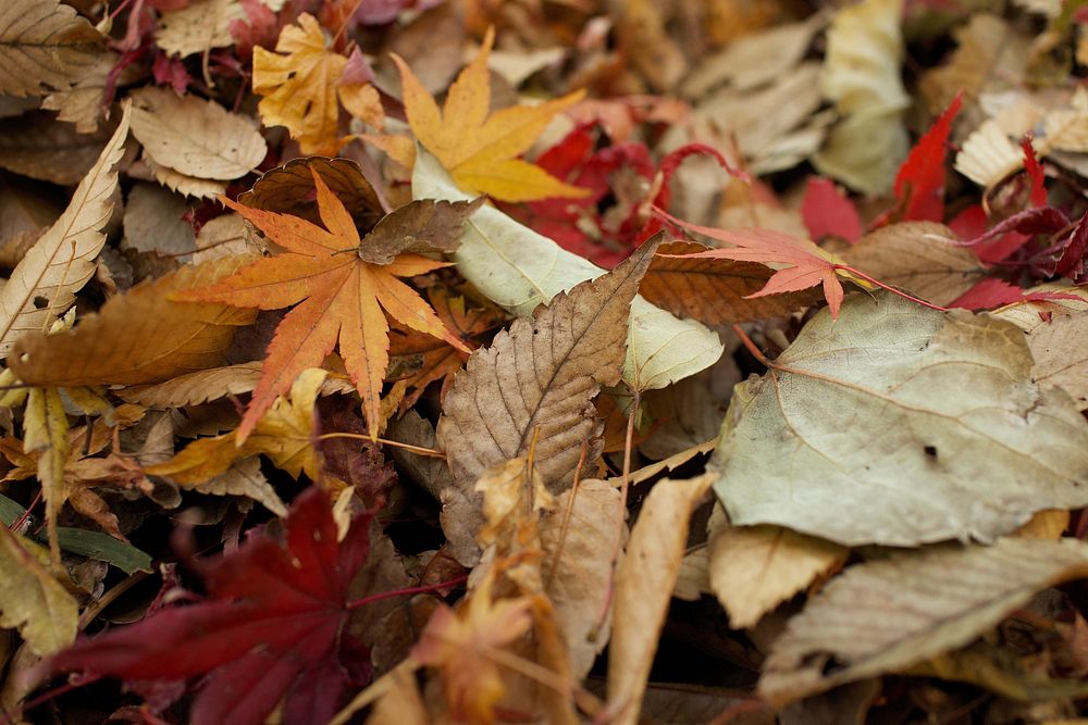 Autumn leaves. Original public domain image from Wikimedia Commons