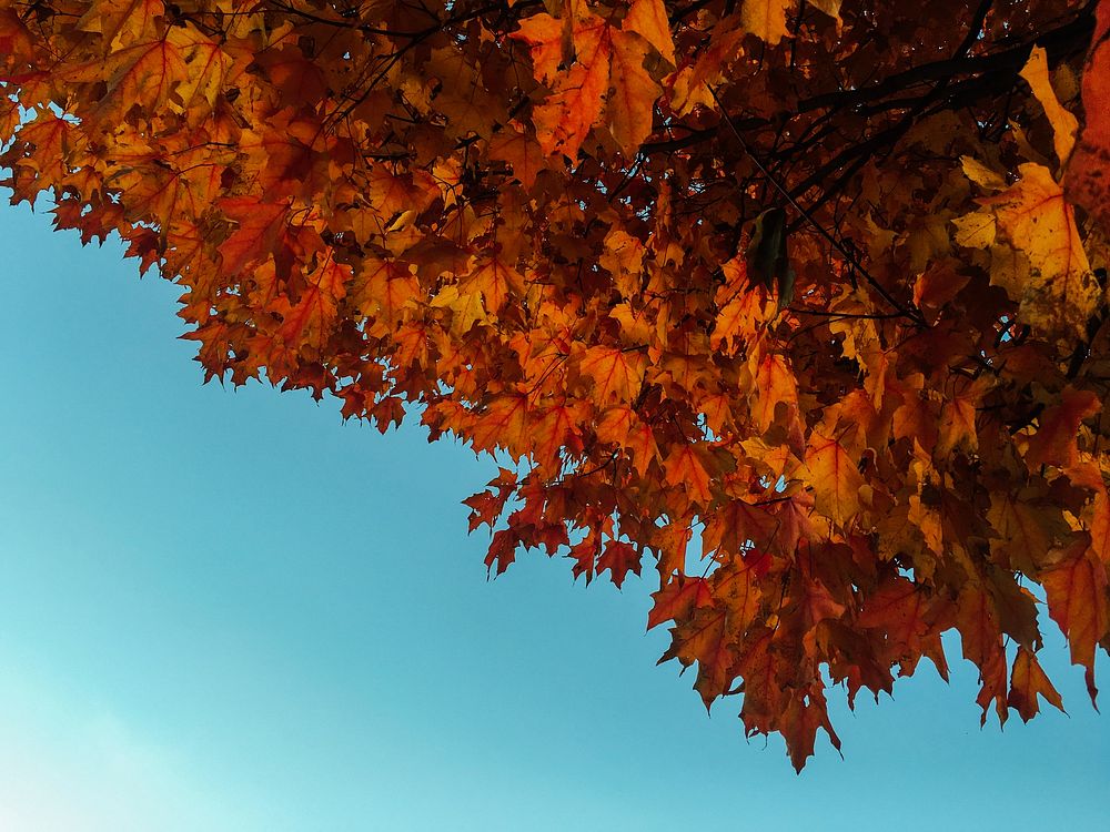 Orange maple leaves and fall foliage against the blue sky. Original public domain image from Wikimedia Commons