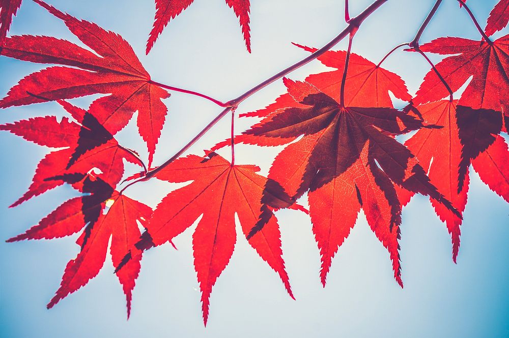 Maple leaves. Original public domain image from Wikimedia Commons