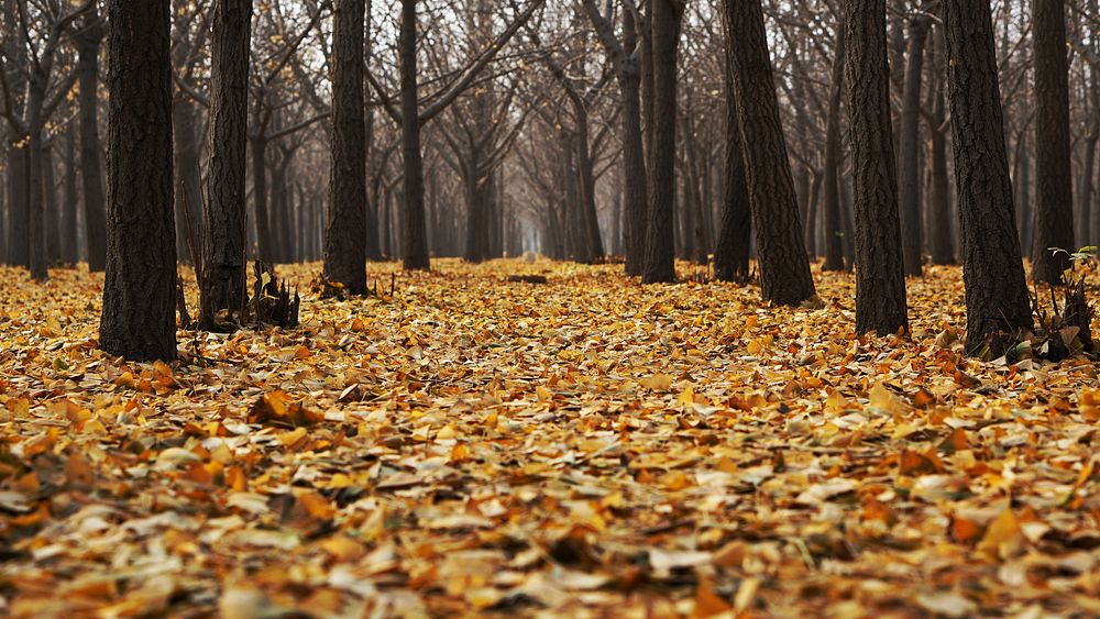 Ground full of maple leaves in forest. 

Original public domain image from Wikimedia Commons