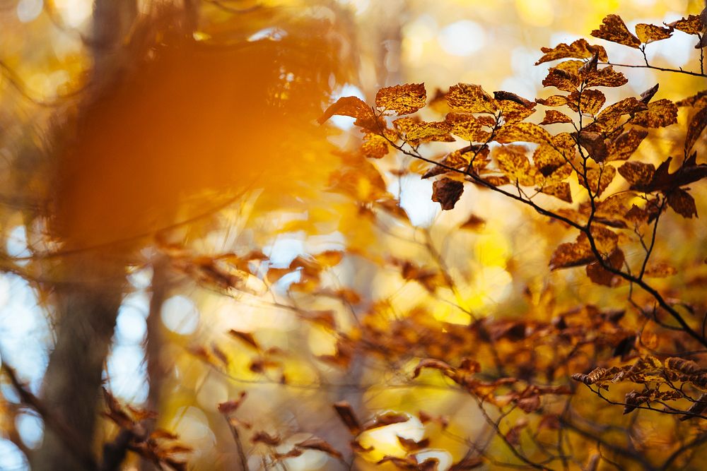 Sun shines over autumn leaves on trees in the forest. Original public domain image from Wikimedia Commons