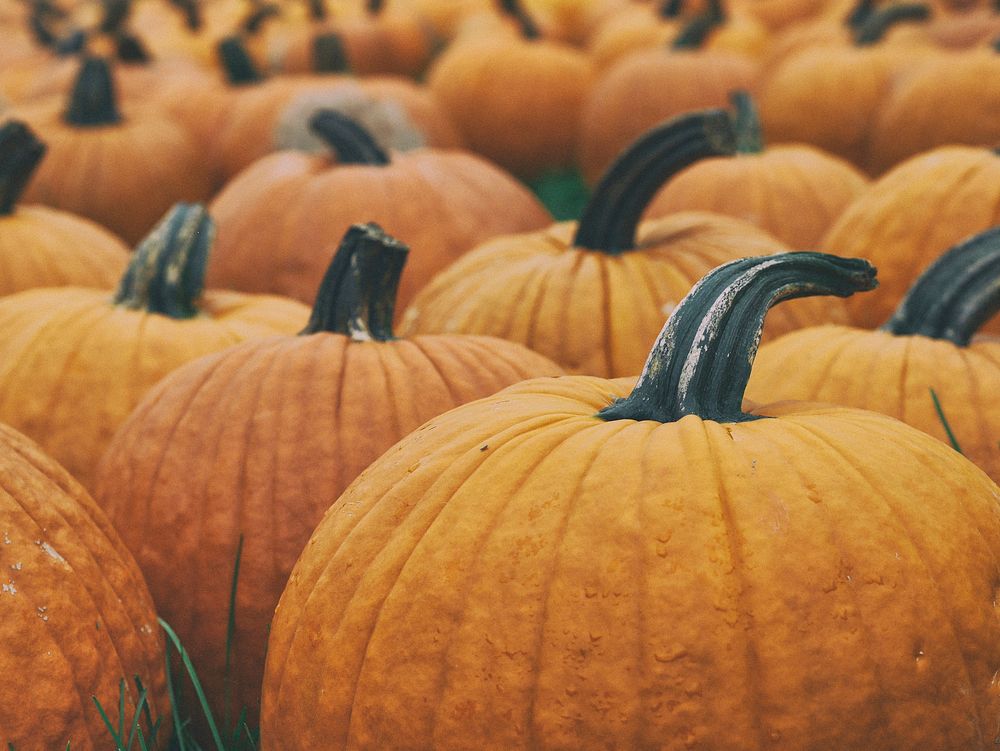 Macro shot of a pumpkin patch.. Original public domain image from Wikimedia Commons