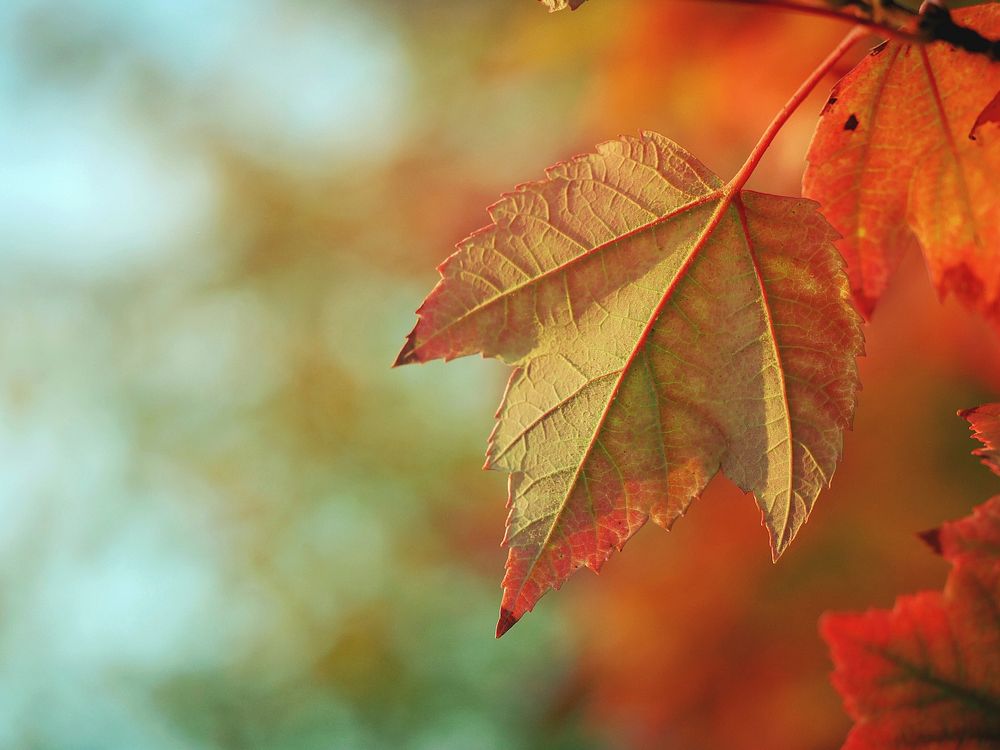 Autumn yellow leaf. Original public domain image from Wikimedia Commons