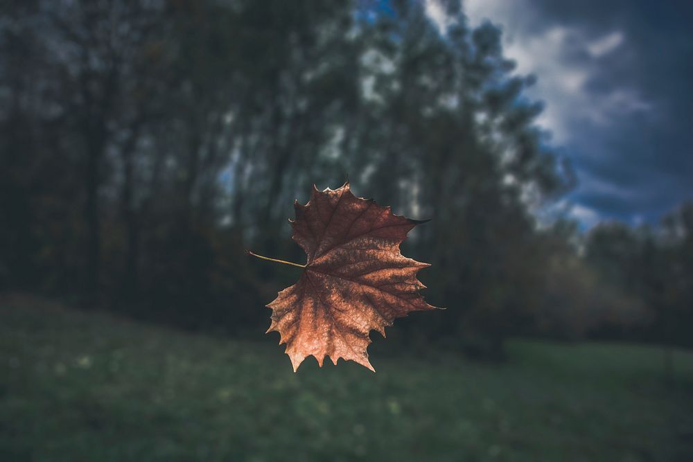 A brown autumn leaf suspended in the air. Original public domain image from Wikimedia Commons