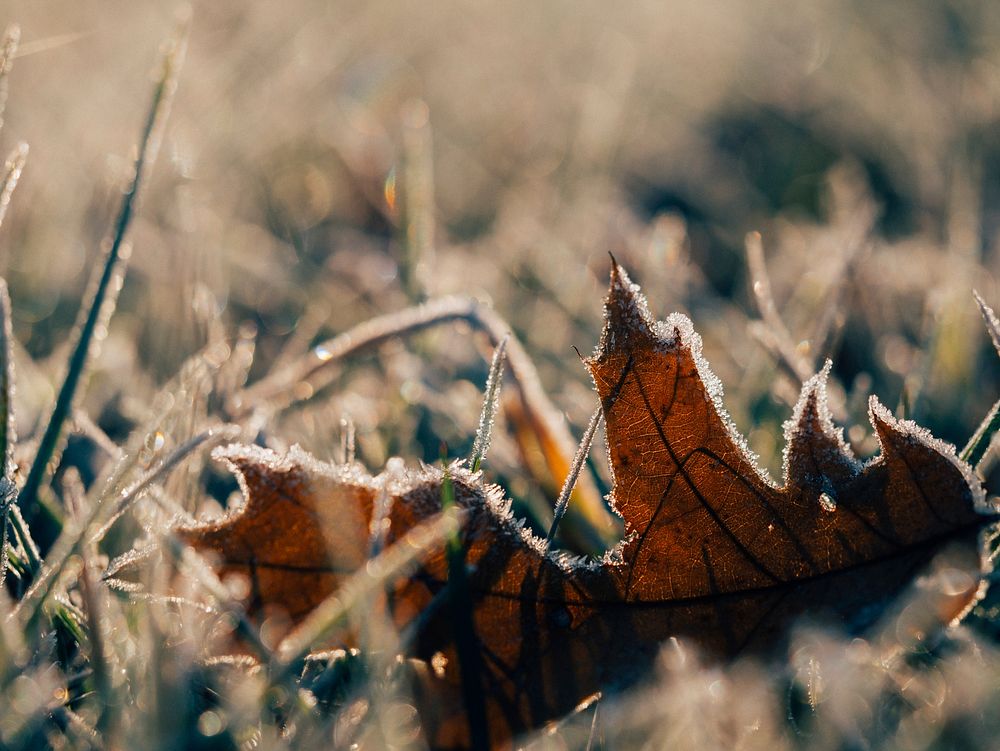 Dry leaf on the grass. Original public domain image from Wikimedia Commons