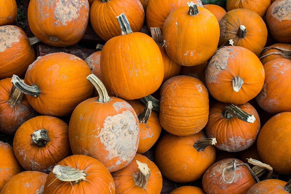 A collection of Halloween pumpkins with stems with patches on them. Original public domain image from Wikimedia Commons