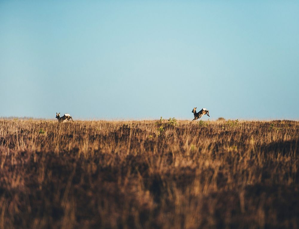 Two deers leaping in a meadow in New Forest National Park. Original public domain image from Wikimedia Commons