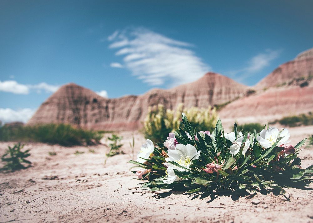 Unique desert flower in the sand of Badlands National Park. Original public domain image from Wikimedia Commons
