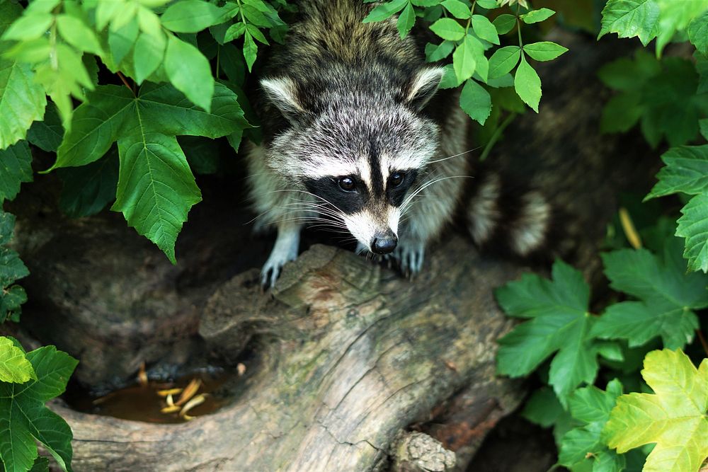 Raccoon walking out of the woods. Original public domain image from Wikimedia Commons