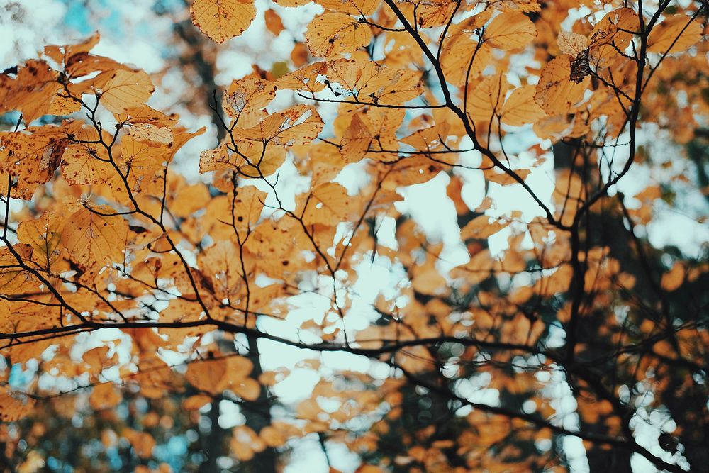 Autumn. Original public domain image from Wikimedia Commons