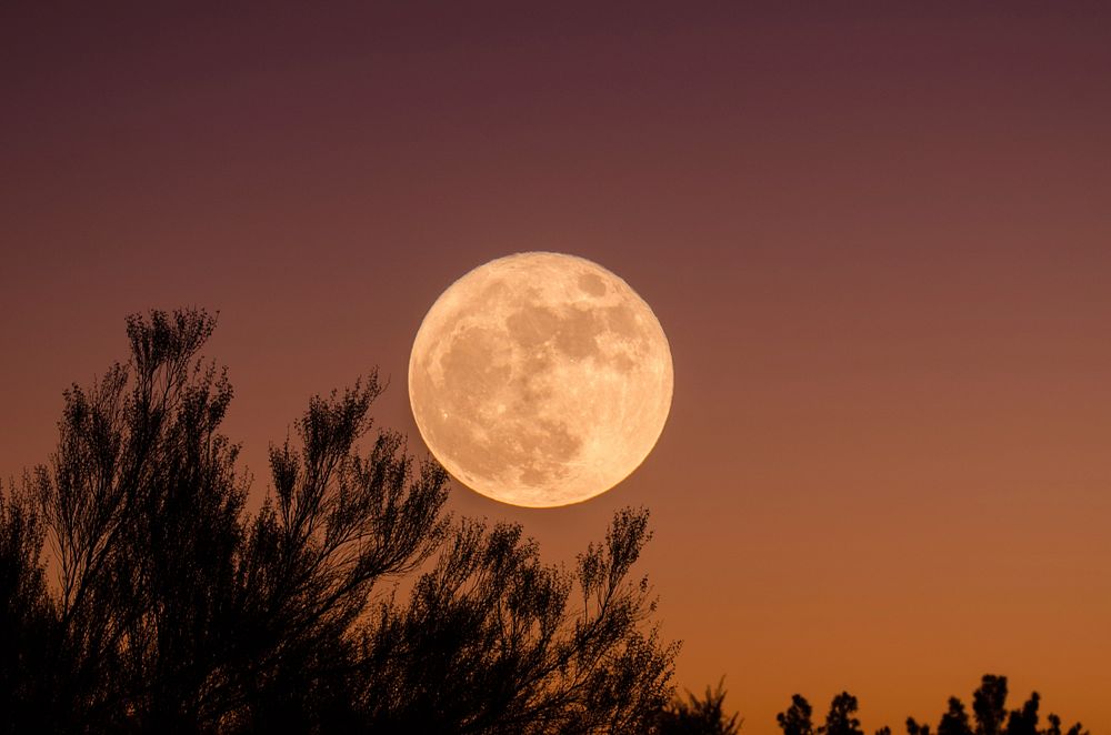 Fullmoon on the branch. Original public domain image from Wikimedia Commons