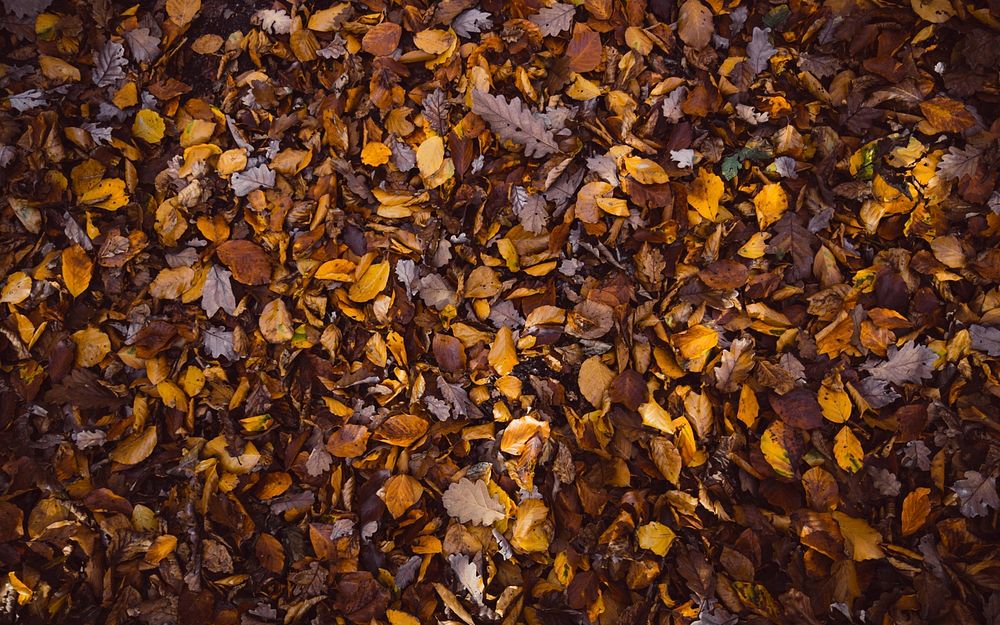 Dry leaves on the ground. Original public domain image from Wikimedia Commons