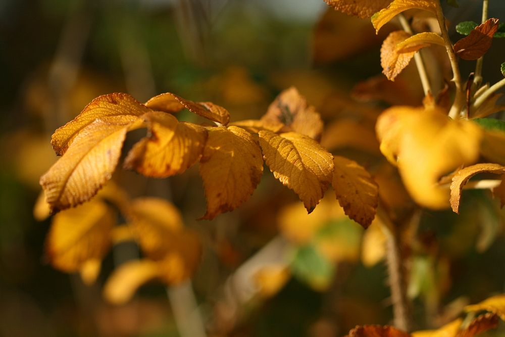 Autumn leaves turn yellow and orange. Original public domain image from Wikimedia Commons