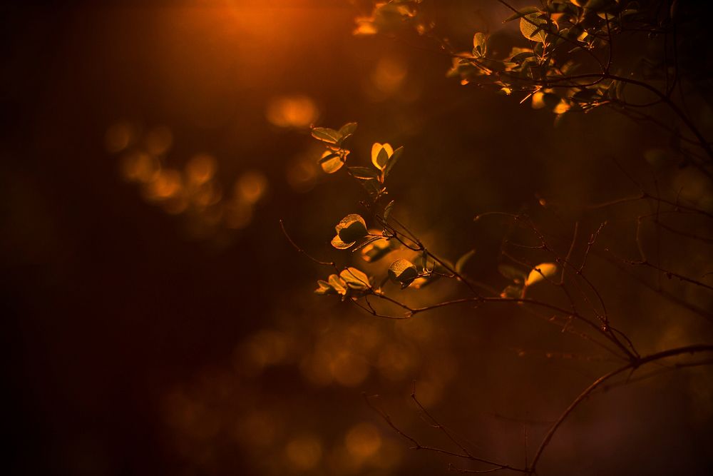 Morning sunlight on leaves. Original public domain image from Wikimedia Commons