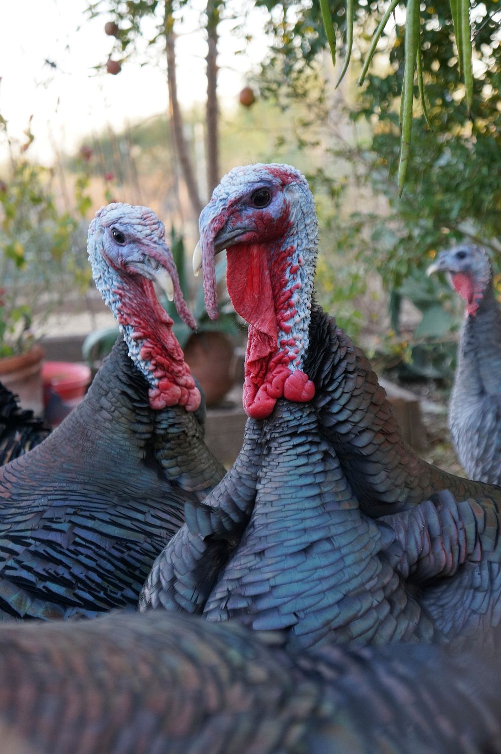 Herd of turkeys in the forest. Original public domain image from Wikimedia Commons