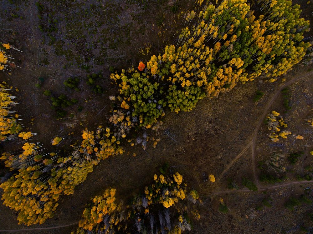 A drone shot of a forest with yellow and green trees. Original public domain image from Wikimedia Commons