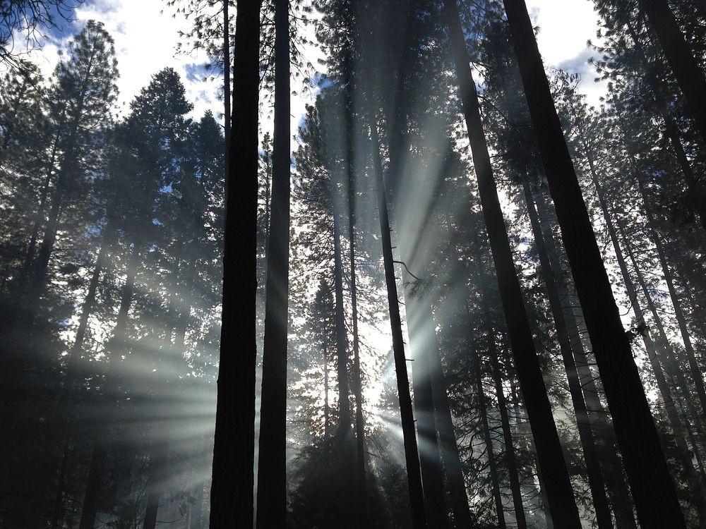 Morning sun breaking through the trees in Yosemite National Park. Original public domain image from Wikimedia Commons