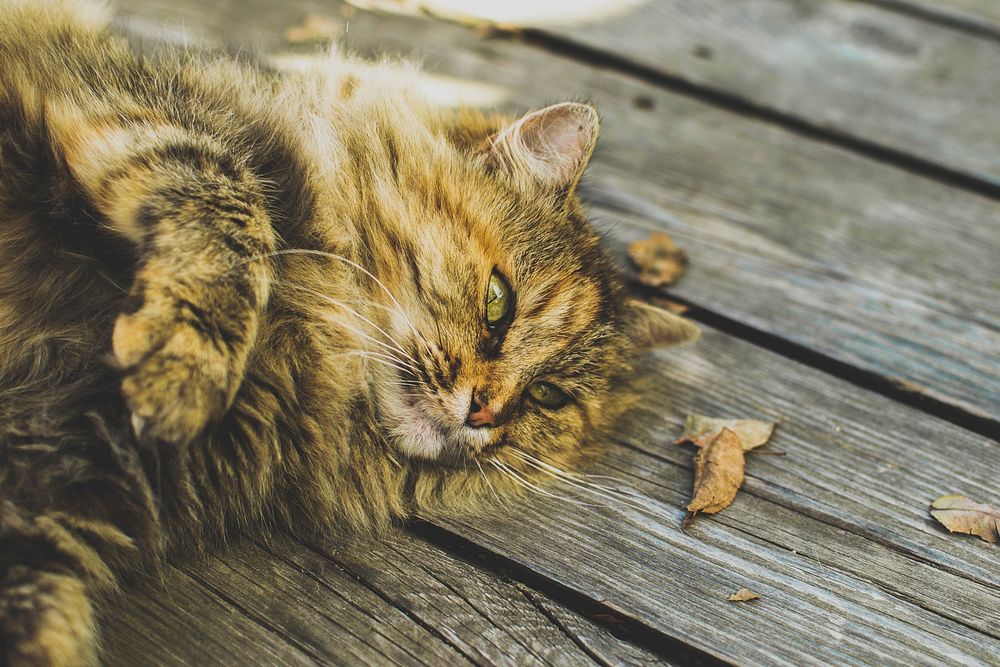 Long haired cat lying on the wooden boards with fallen leaves. Original public domain image from Wikimedia Commons
