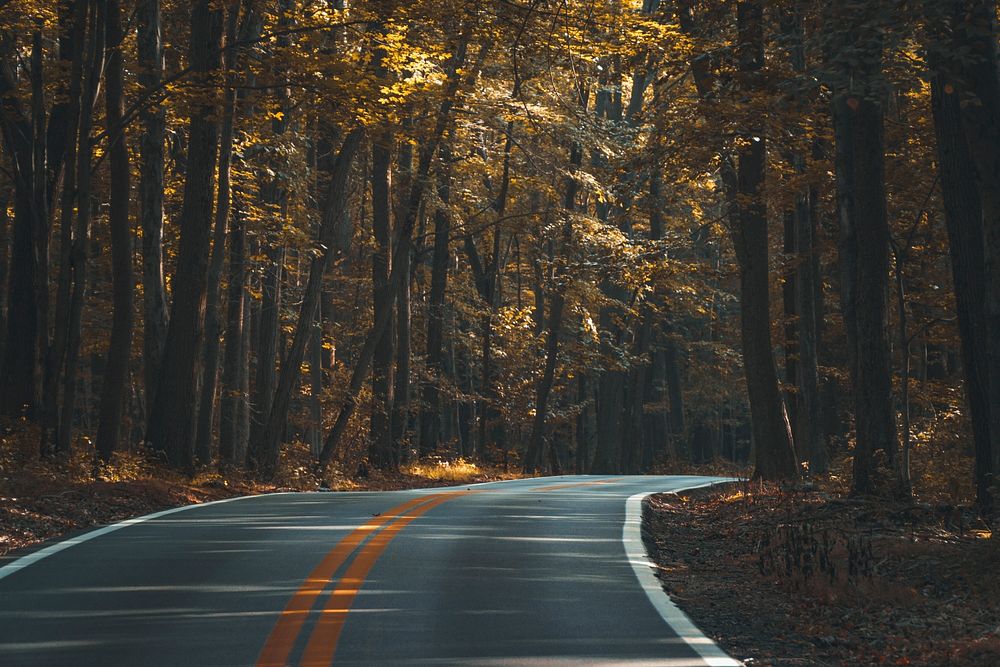 A curve in a road through a forest in the autumn. Original public domain image from Wikimedia Commons