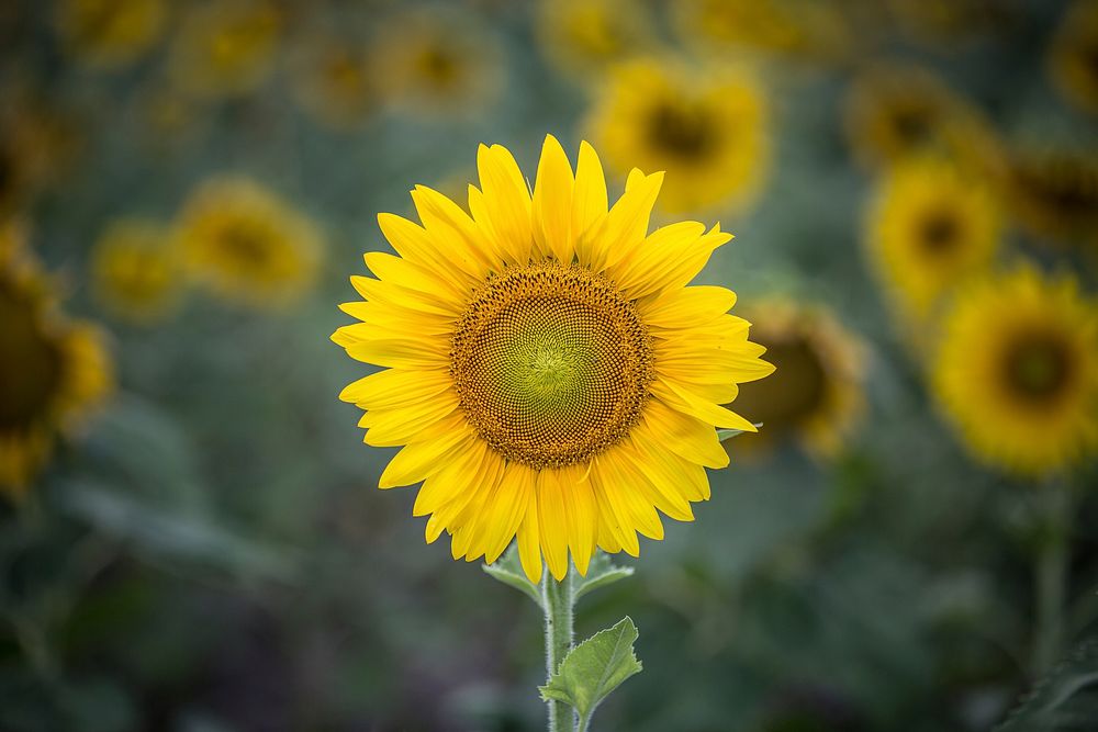 Sunflowers. Original public domain image from Wikimedia Commons
