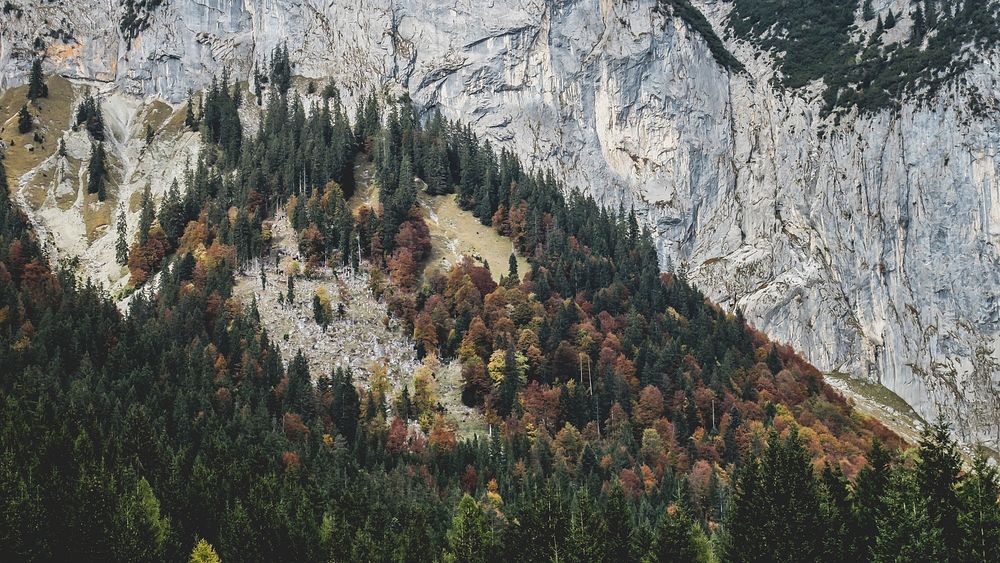 Trees in autumn colors covering a slope by a rock face in Gasse. Original public domain image from Wikimedia Commons