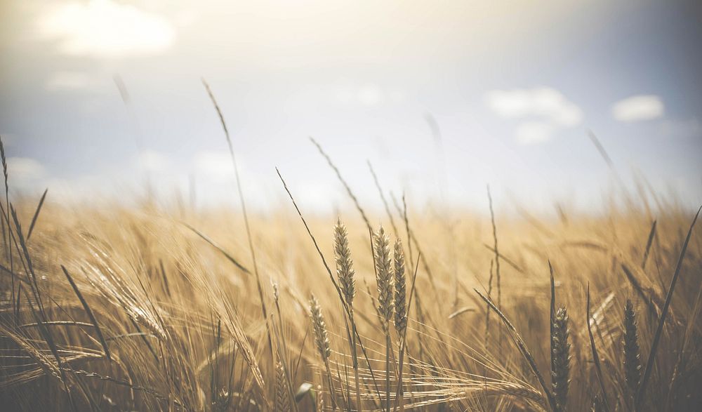 Beautiful summer barley field. Original public domain image from Wikimedia Commons