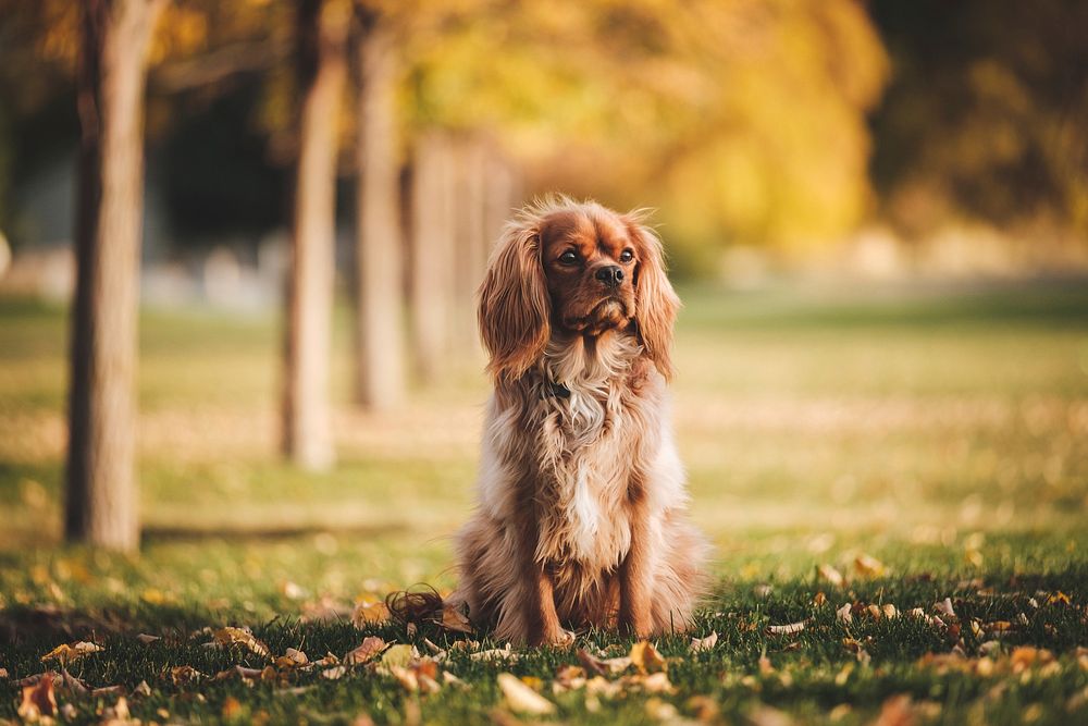 A cocker spaniel dog sitting in the park. Original public domain image from Wikimedia Commons