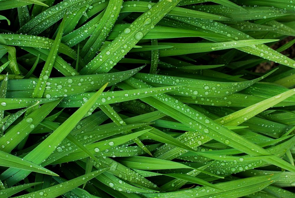 Raindrops on grass background. Original public domain image from Wikimedia Commons