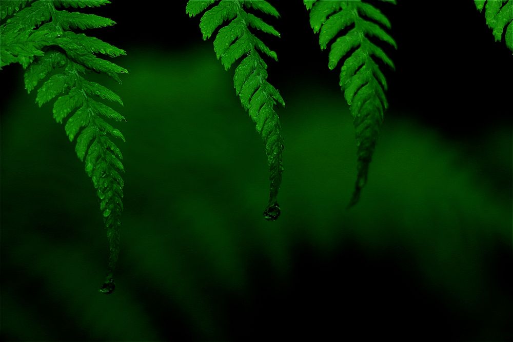 Raindrops on green fern leaves. Original public domain image from Wikimedia Commons