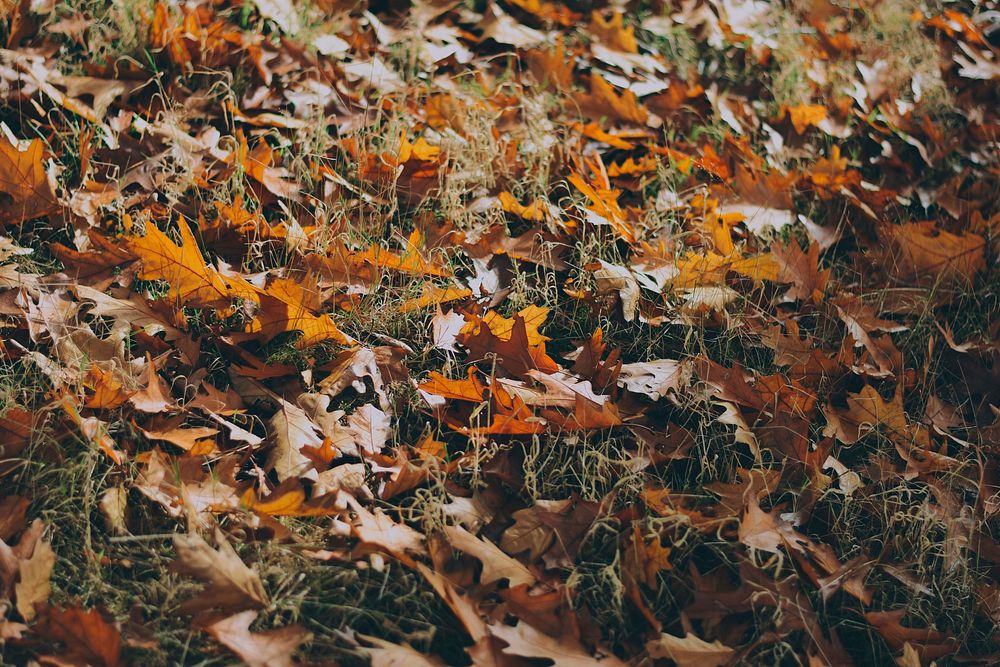 Dry leaves on the grass. Original public domain image from Wikimedia Commons