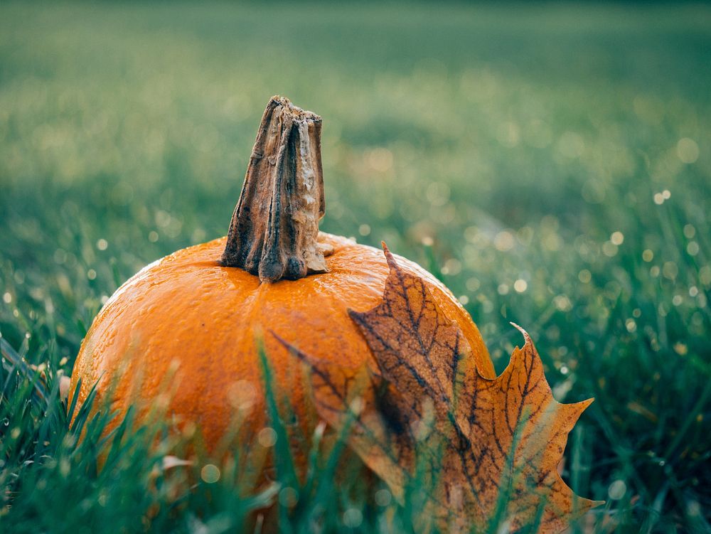 Pumpkin in the grass. Original public domain image from Wikimedia Commons