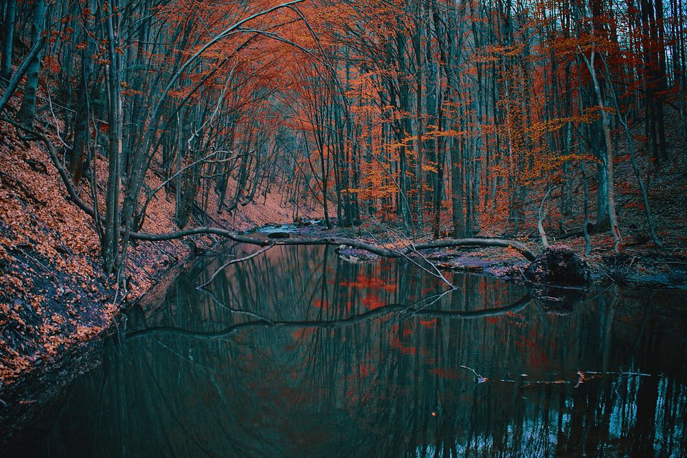 Fallen tree in forest lake during autumn.Original public domain image from Wikimedia Commons