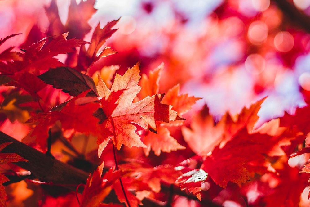 Maple leaf. Original public domain image from Wikimedia Commons