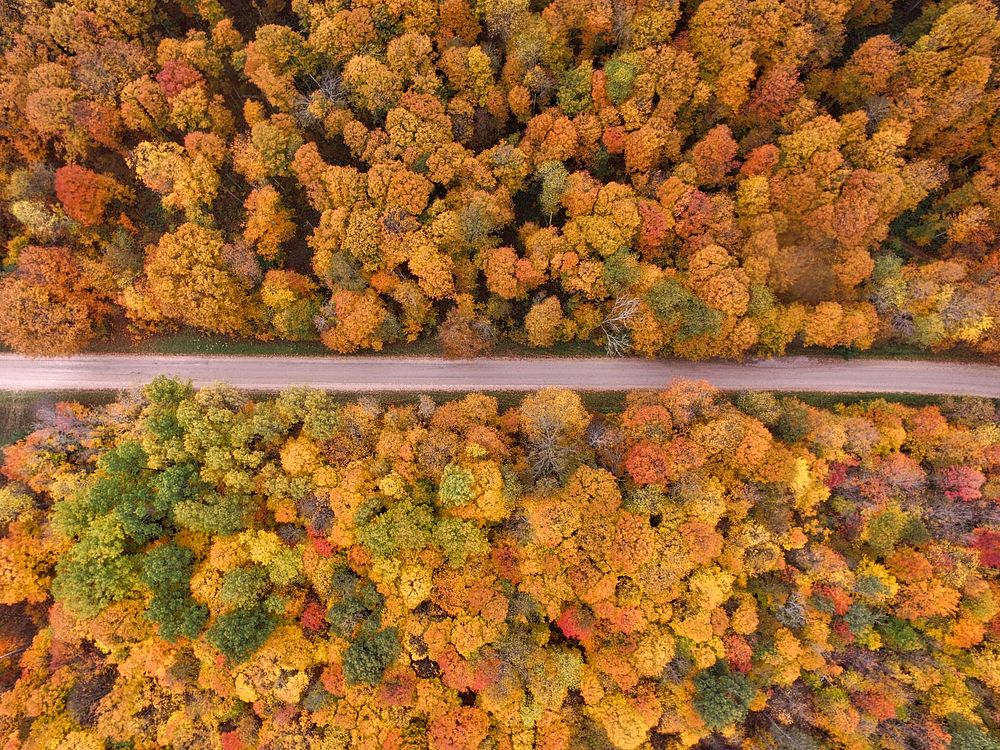 A drone shot of the forest during Autumn with colored leaves in East Jordan, Michigan, United States. Original public domain…