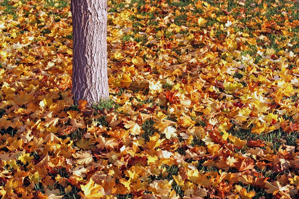 Fall leaves on the ground next to a tree stump on English ranch. Original public domain image from Wikimedia Commons