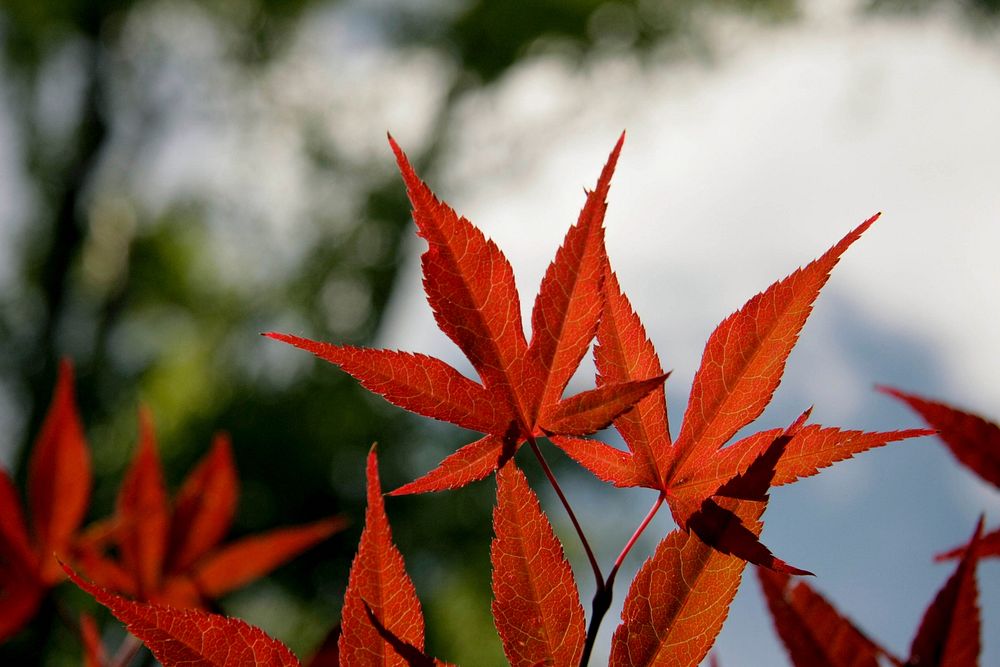 Red maple leaves. Original public domain image from Wikimedia Commons