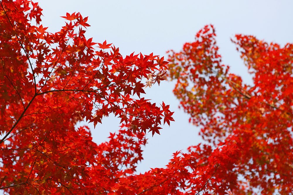 Red maple trees. Original public domain image from Wikimedia Commons
