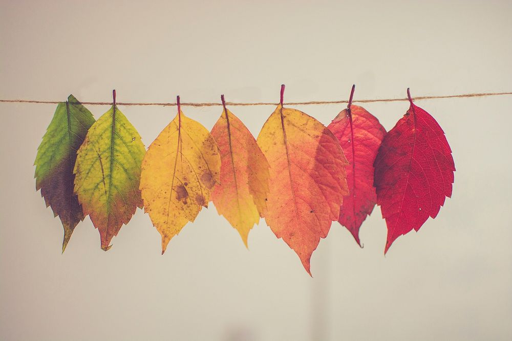 Autumnal leaves hanging on thread. Original public domain image from Wikimedia Commons